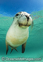 Australian Sea Lion Photo - Gary Bell