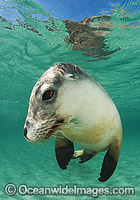 Australian Sea Lion swimming Photo - Gary Bell
