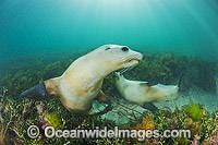 Australian Sea Lion swimming Photo - Gary Bell