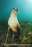 Australian Sea Lion young bull Photo - Gary Bell