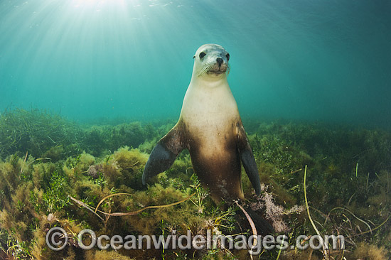 Australian Sea Lion young bull photo Australian Sea Lion young bull photo