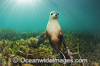 Australian Sea Lion young bull Photo - Gary Bell