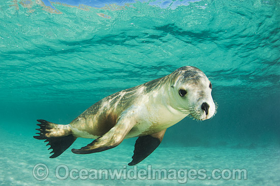 Australian Sea Lion swimming photo