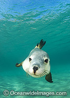 Australian Sea Lion swimming Photo - Gary Bell