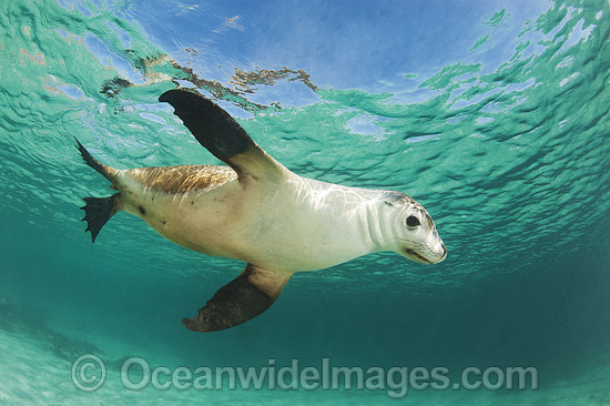 Australian Sea Lion photo