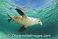 Australian Sea Lion Photo - Gary Bell