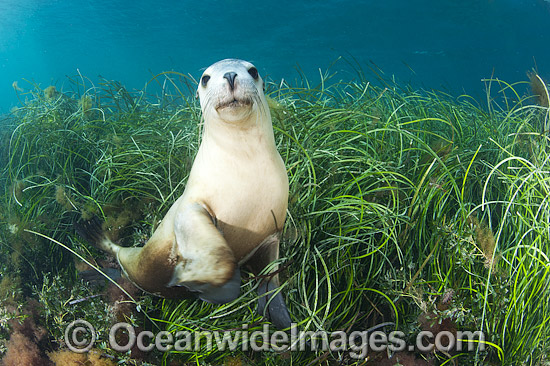 Australian Sea Lion swimming photo Australian Sea Lion swimming photo