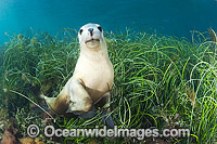 Australian Sea Lion swimming Photo - Gary Bell