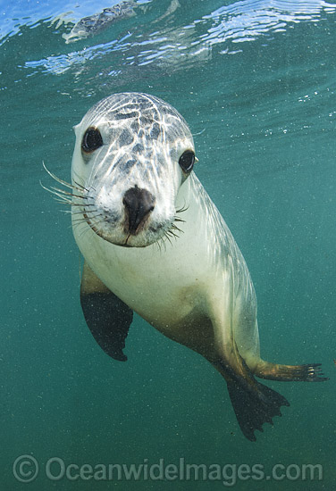 Australian Sea Lion swimming photo