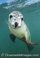 Australian Sea Lion swimming Photo - Gary Bell