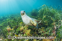 Australian Sea Lion Photo - Gary Bell
