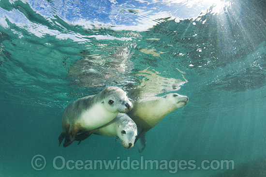 Australian Sea Lion swimming photo Australian Sea Lion swimming photo