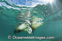 Australian Sea Lion swimming Photo - Gary Bell