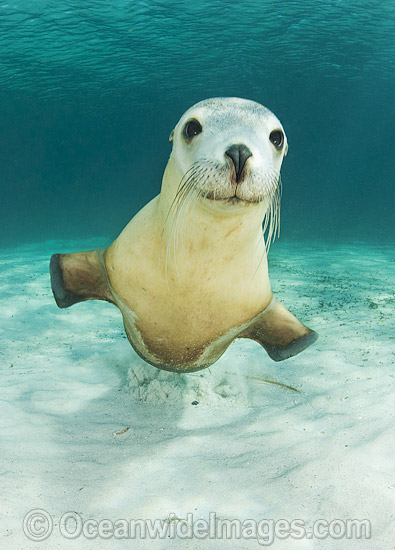 Australian Sea Lion photo