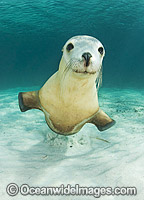 Australian Sea Lion Photo - Gary Bell