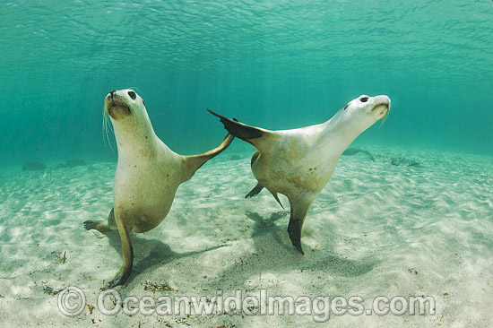 Australian Sea Lion swimming photo
