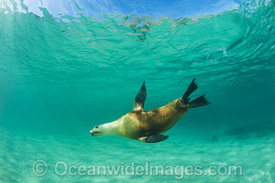 Australian Sea Lion photo Australian Sea Lion photo