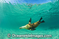 Australian Sea Lion Photo - Gary Bell