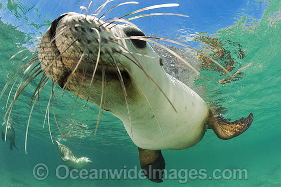 Australian Sea Lion swimming photo