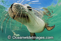Australian Sea Lion swimming Photo - Gary Bell
