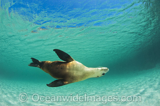 Australian Sea Lion bull photo Australian Sea Lion bull photo