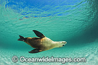 Australian Sea Lion bull Photo - Gary Bell