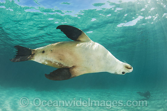 Australian Sea Lion swimming photo Australian Sea Lion swimming photo