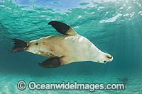 Australian Sea Lion swimming Photo - Gary Bell