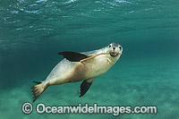 Australian Sea Lion Photo - Gary Bell