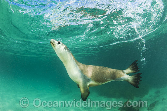 Australian Sea Lion swimming photo Australian Sea Lion swimming photo
