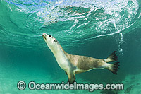 Australian Sea Lion swimming Photo - Gary Bell