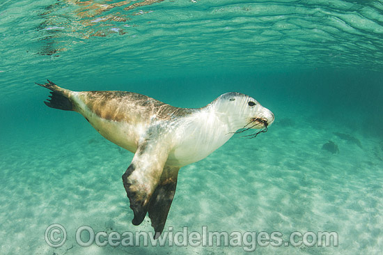 Australian Sea Lion swimming photo Australian Sea Lion swimming photo