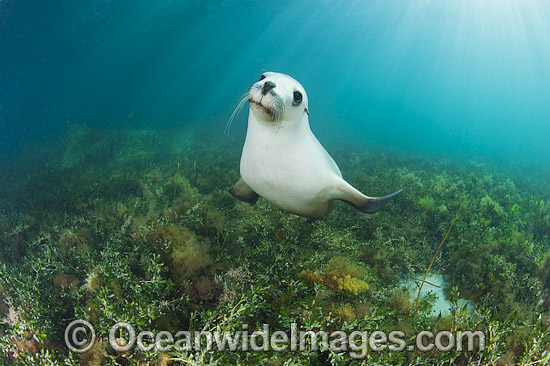 Australian Sea Lion photo Australian Sea Lion photo
