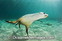 Australian Sea Lion swimming Photo - Gary Bell