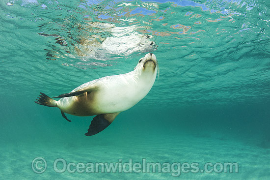 Australian Sea Lion swimming photo Australian Sea Lion swimming photo