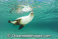Australian Sea Lion swimming Photo - Gary Bell