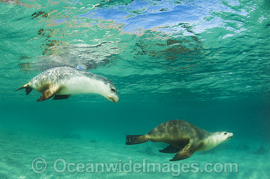 Australian Sea Lion swimming photo Australian Sea Lion swimming photo