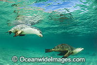 Australian Sea Lion swimming Photo - Gary Bell