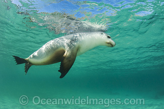 Australian Sea Lion photo