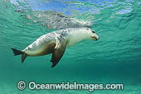 Australian Sea Lion Photo - Gary Bell