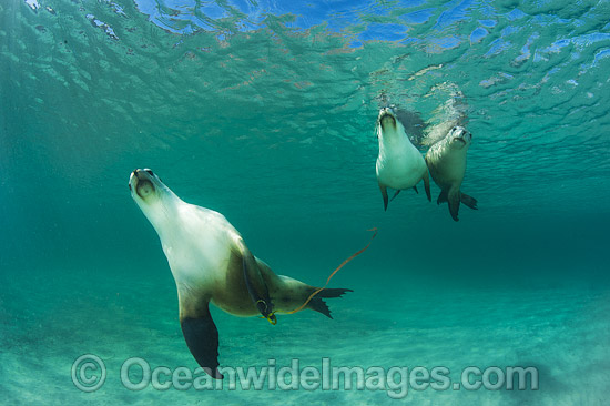 Australian Sea Lion swimming photo