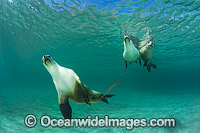 Australian Sea Lion swimming Photo - Gary Bell