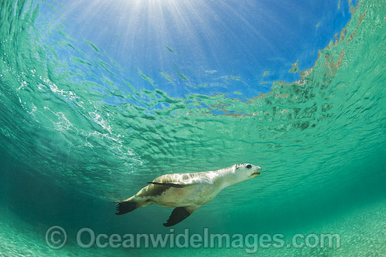 Australian Sea Lion swimming photo Australian Sea Lion swimming photo
