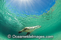 Australian Sea Lion swimming Photo - Gary Bell