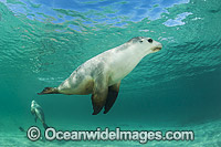 Australian Sea Lion Photo - Gary Bell