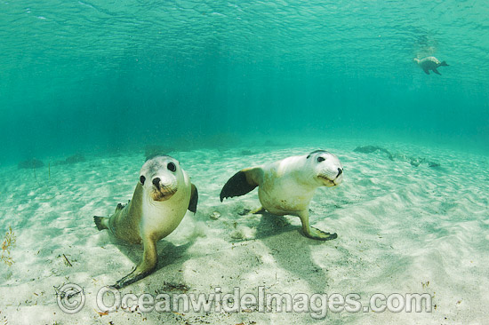 Australian Sea Lion swimming photo