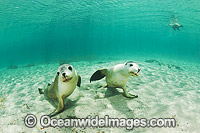 Australian Sea Lion swimming Photo - Gary Bell