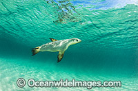 Australian Sea Lion Photo - Gary Bell