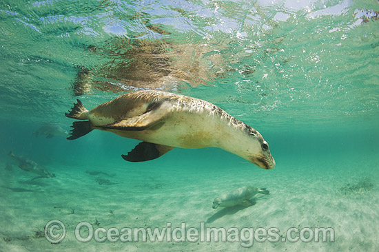 Australian Sea Lion swimming photo Australian Sea Lion swimming photo
