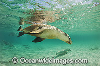 Australian Sea Lion swimming Photo - Gary Bell